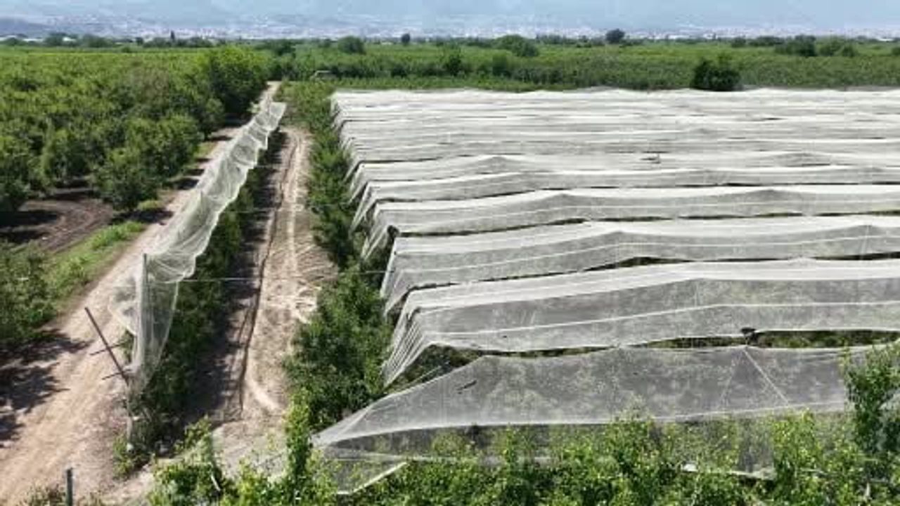 Bursa çiftçisi armut ve şeftalisini doludan fileyle koruyor