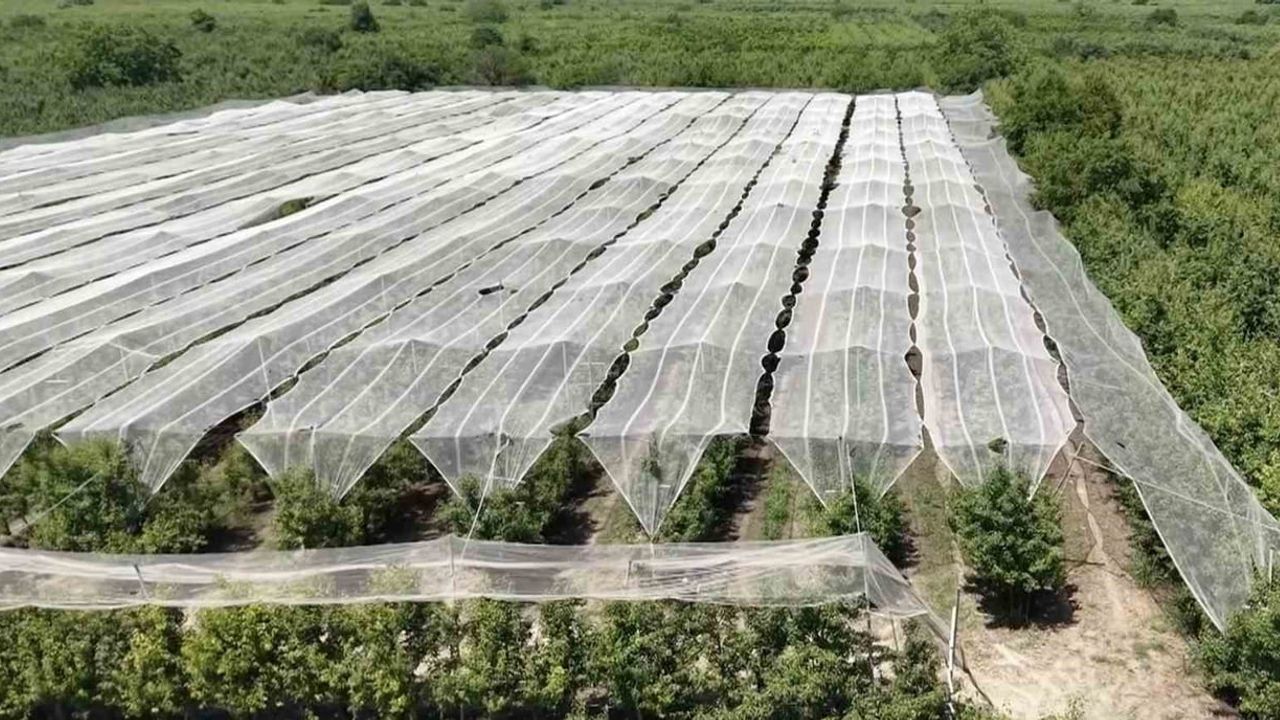 Bursa çiftçisi armut ve şeftalisini doludan fileyle koruyor