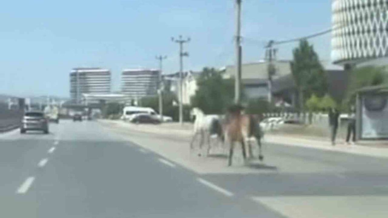 Bursa’da ana yola çıkan başıboş atlar trafikte tehlike oluşturdu