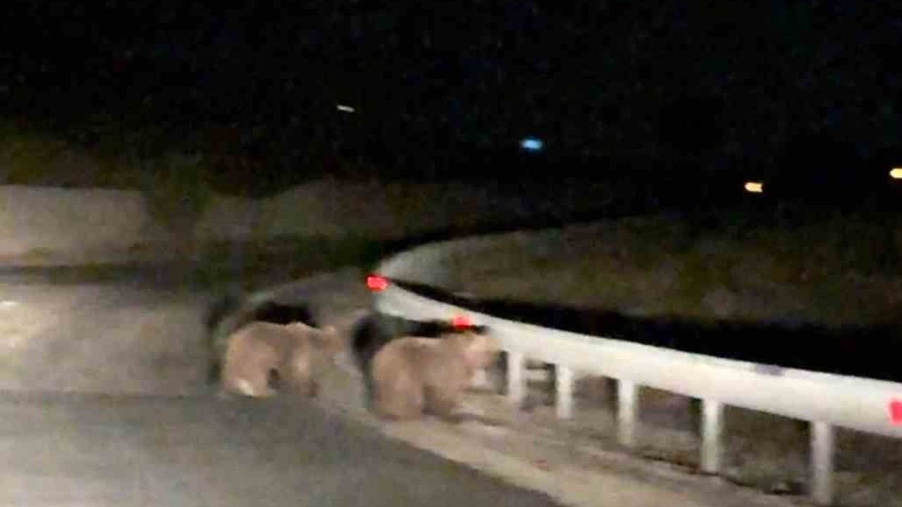 Bursa'da gece sürprizi: iki ayı yavrusu TOKİ yolunda görüldü