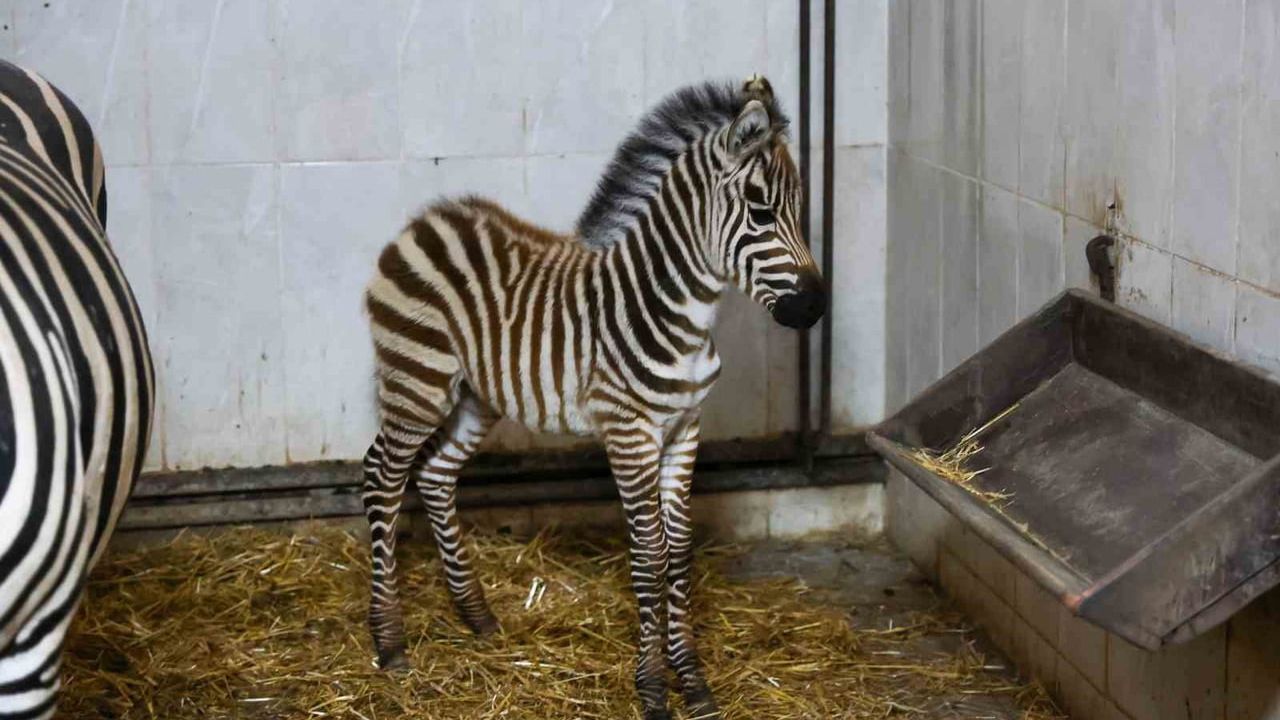 Bursa Hayvanat Bahçesi'nde zebra ailesi büyüyor