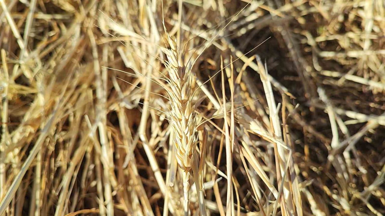 Çalatlı'da 15-20 dakikada hasadı yok eden dolu