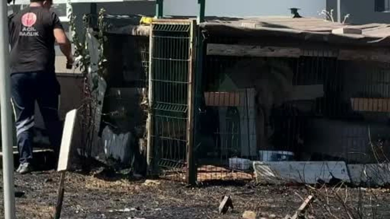 Çanakkale’de kara yolunda ot yangını; barakadaki köpek dumandan etkilendi