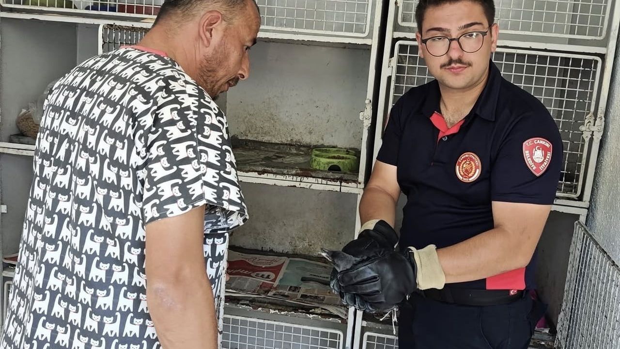 Çankırı'da yaralı karga koruma altına alındı
