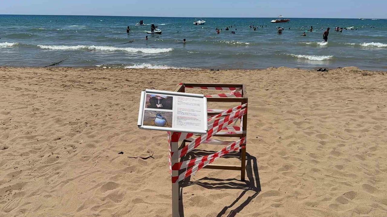 Caretta yuvasına kurulan koruma kafesinin taşınması şaşkınlık yarattı