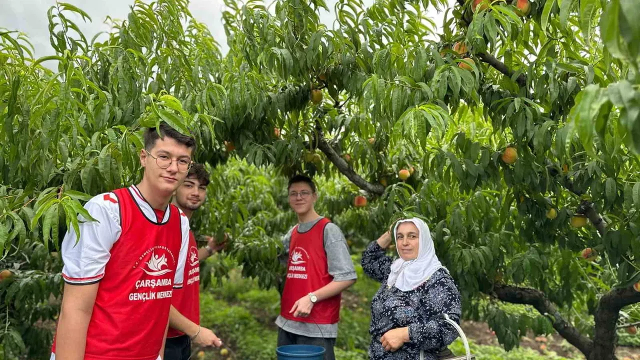 Çarşamba'da gençler tarlada buluştu: gönüllü hasatta şeftali topladılar