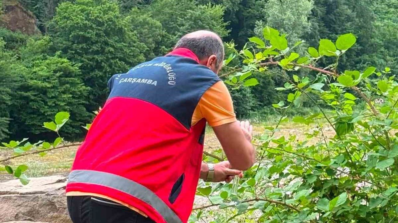 Çarşamba Ovası'nda samuray arıcığı salımıyla kahverengi kokarca mücadelesi