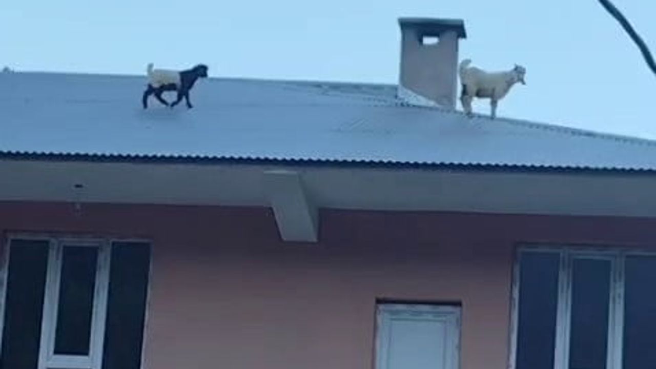 Çatıda iki yavru keçi mahalleyi ayağa kaldırdı