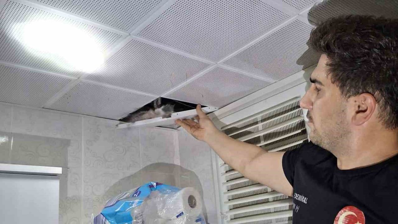 Çatının altındaki misafirler: Batman'da asma tavanda sıkışan güvercinler kurtarıldı