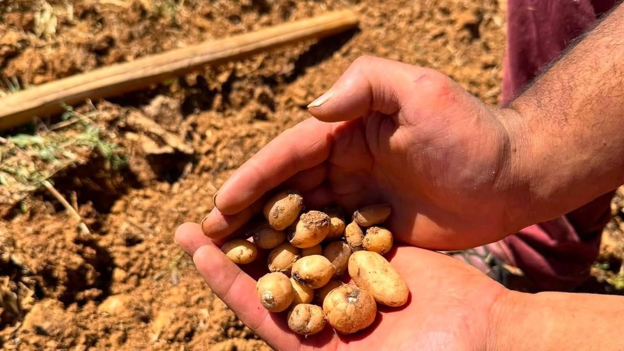 Çavdarhisar’da salep hasadı başladı