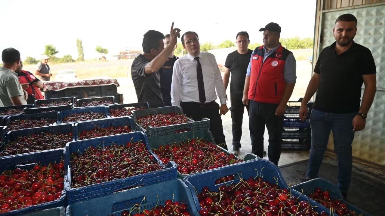 Çay'da kiraz hasadı başladı