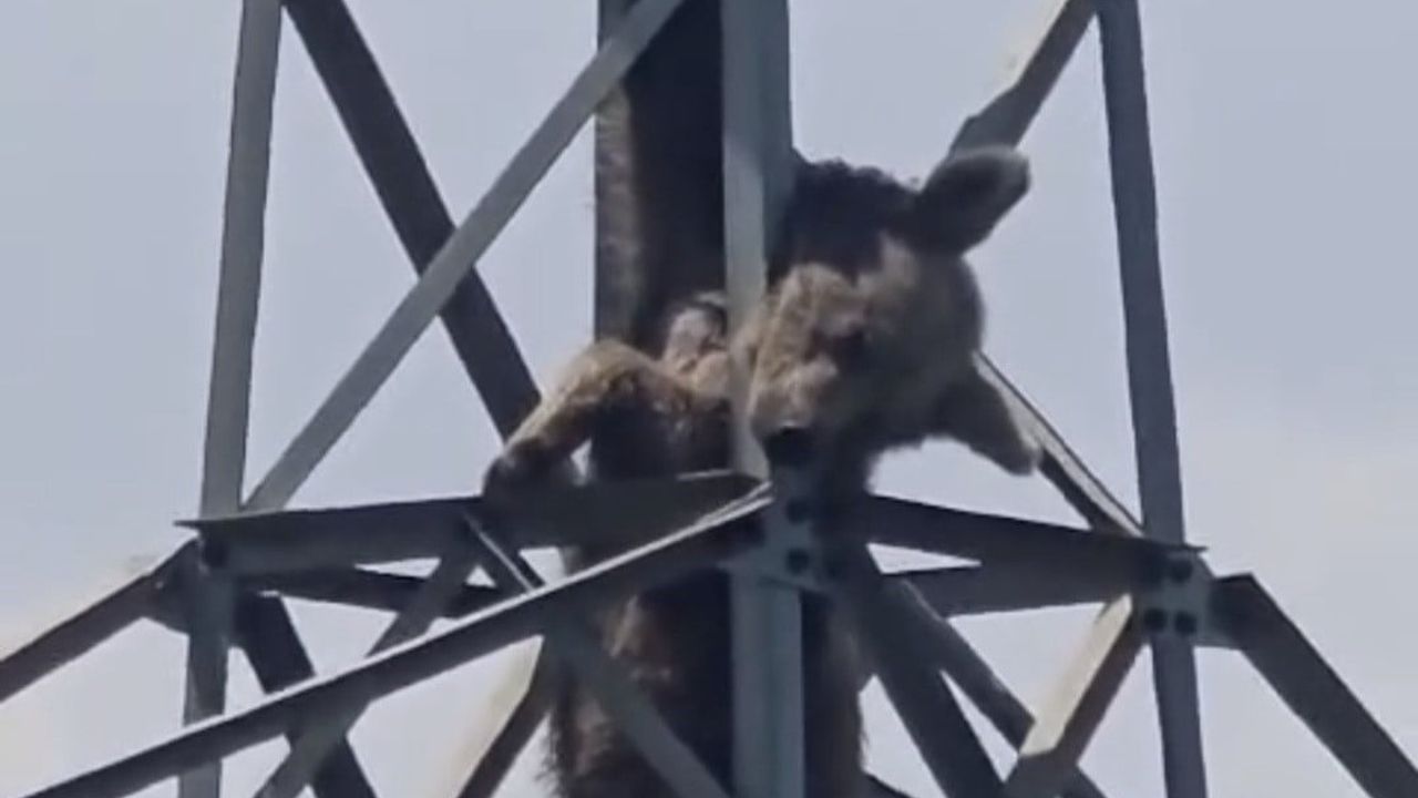 Çaykara'da elektrik direğine tırmanan ayı telef oldu
