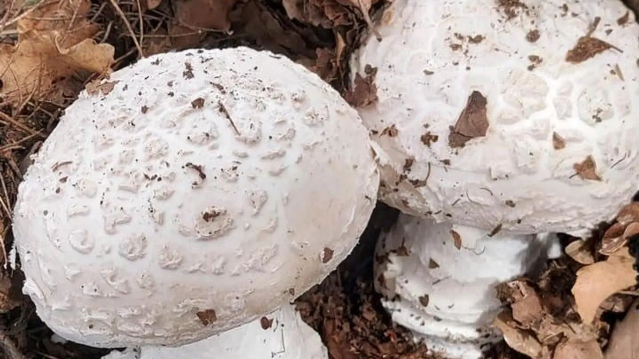 Çekerek'te çayır mantarı toplanması zahmetli, lezzeti öne çıkıyor