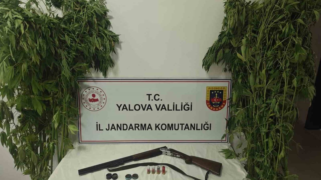 Çiftlikköy serasında kenevir üretimi iddiasıyla iki kişi gözaltında