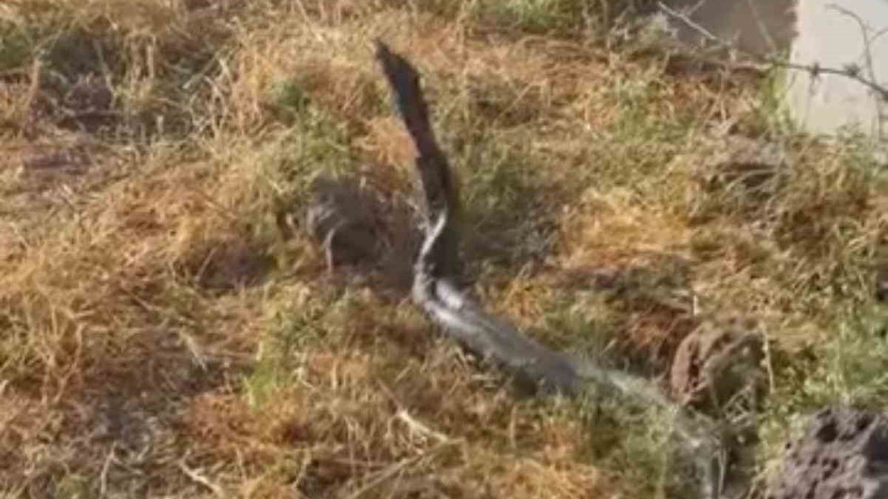 Çınar'da sıcak hava yılanları ortaya çıkardı