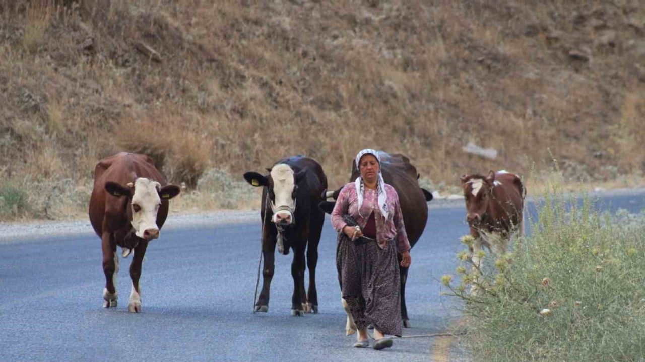 Çine'de alevlerden kaçış: mahalle sakinleri hayvanlarıyla güvenli bölgelere taşındı