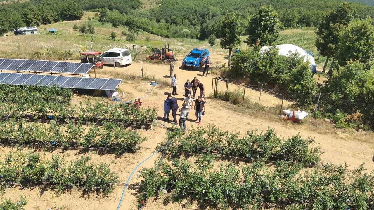 Çorak araziden mavi berekete: Pazaryeri'nde yaban mersini dönüşümü
