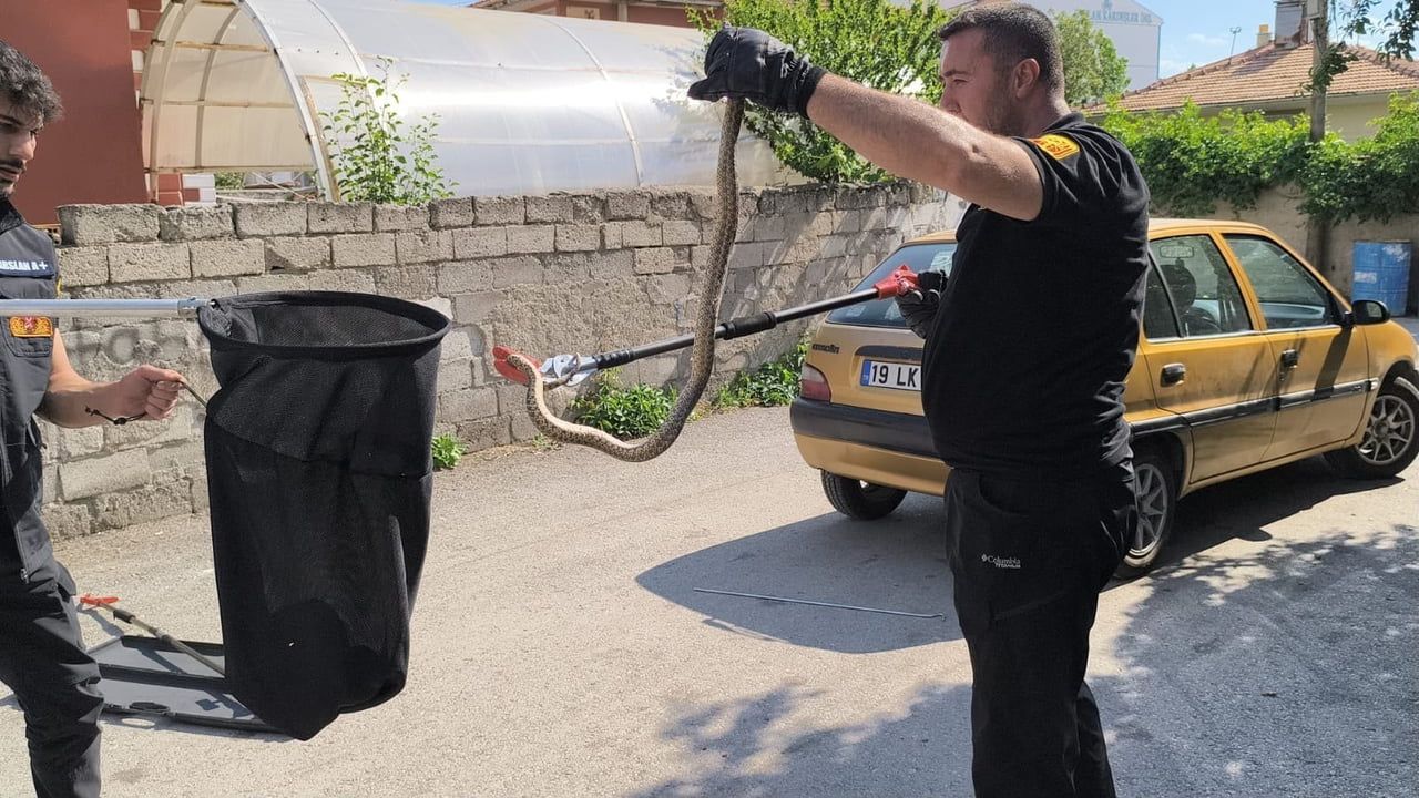 Çorum Alaca'da park halindeki otomobilin altına giren yılan itfaiye ekiplerince çıkarıldı