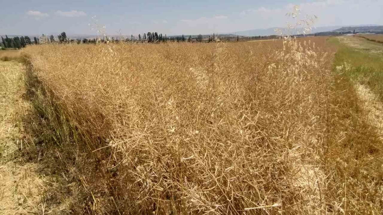 Çorum'da kanola üretiminde ilk hasat: verim ve yağ oranı umut verdi