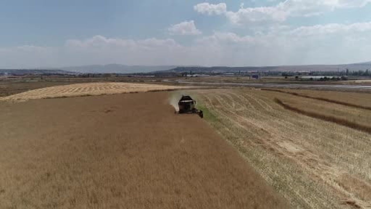çorum’da kanolada planlı üretimin ilk hasadı yapıldı