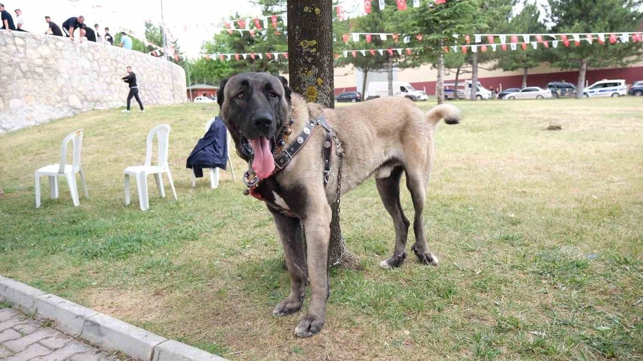 Çorum'da yerli çoban köpekleri ulusal sahnede buluştu