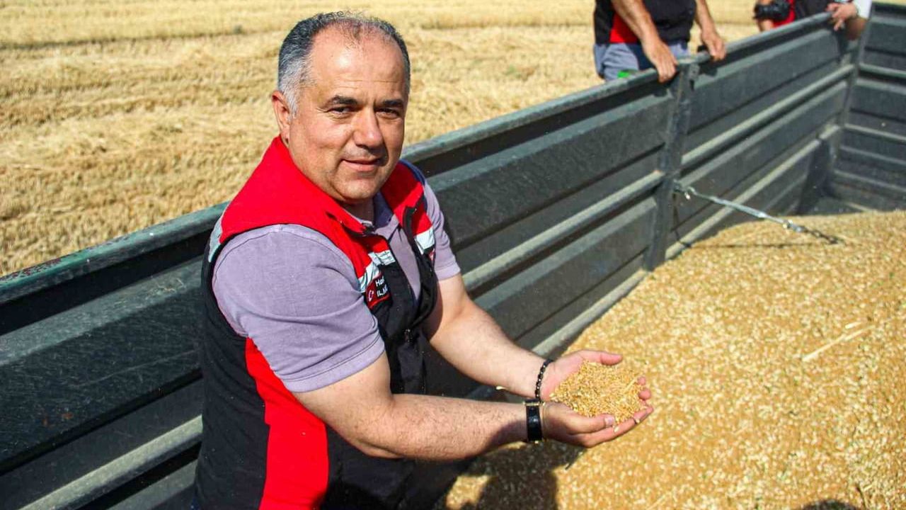 Çorum’da yerli ve milli buğday 'kirve'nin ilk hasadı yapıldı