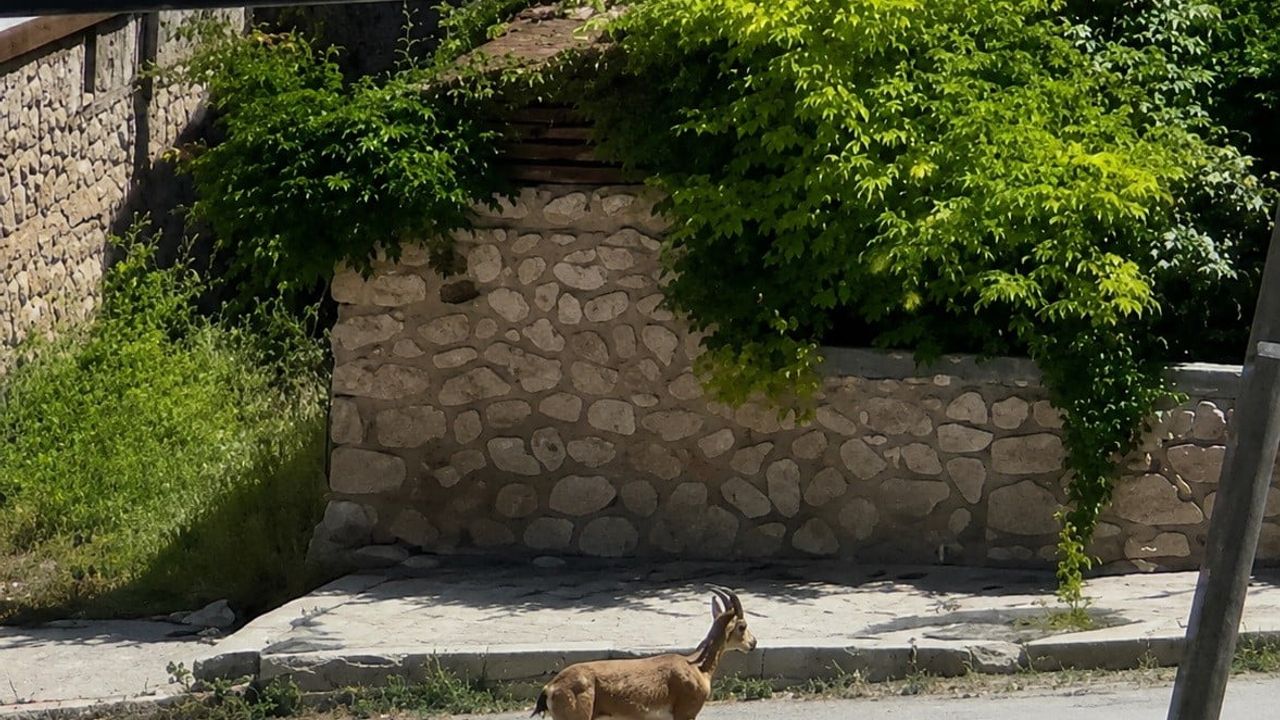 Dağ keçisi ilçe merkezinde dolaşırken görüntülendi