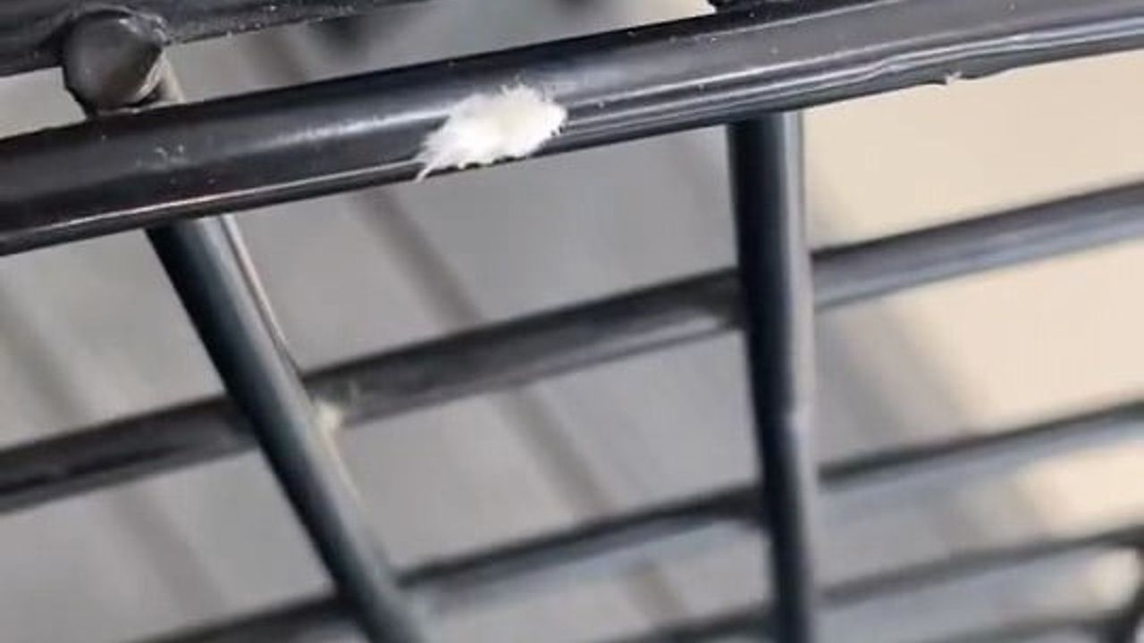 Dantel böceği İnegöl'de iş yerinde görüntülendi