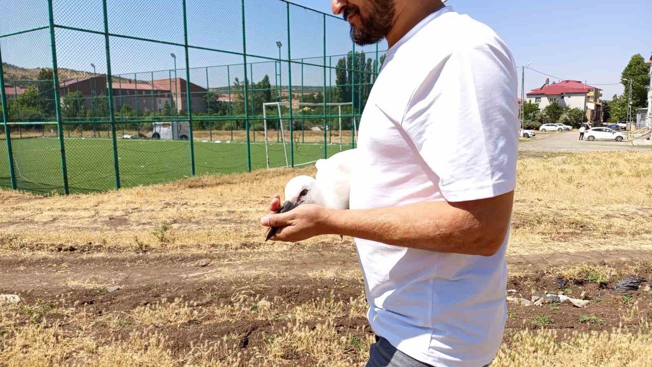 Defalarca yuvasından düşen yavru leylek doğal yaşam alanına bırakıldı