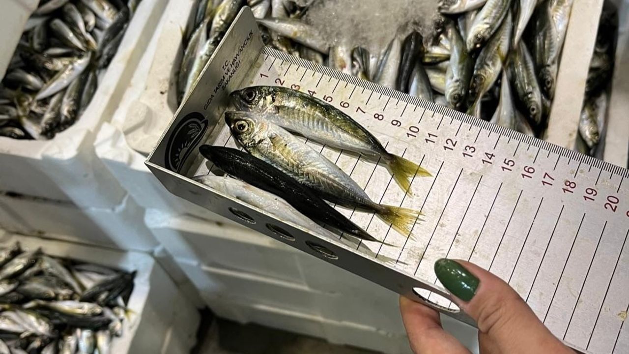 Denetimde el konuldu: Buca balık halinde 241 kilo kaçak su ürünü