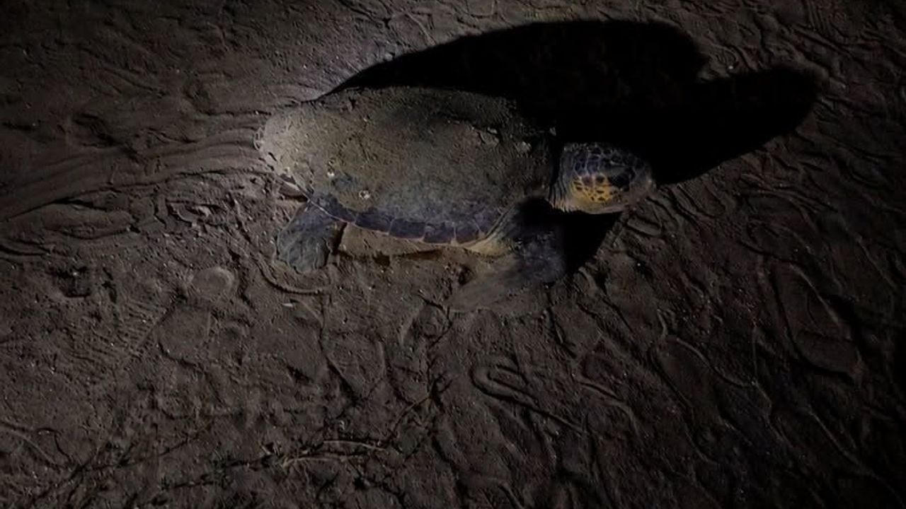 Didim'de 5 yıl sonra aynı plaja dönen caretta caretta yeniden yuva yaptı
