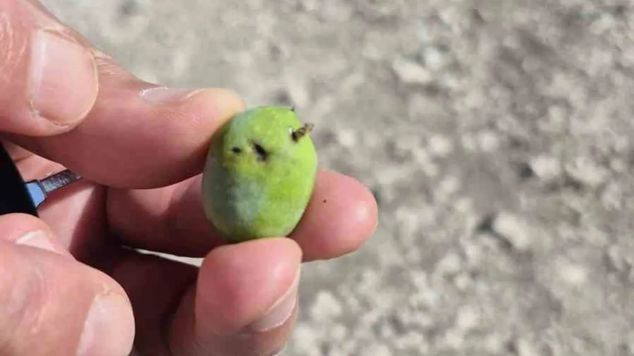 didim'de zeytin sineği riski arttı: