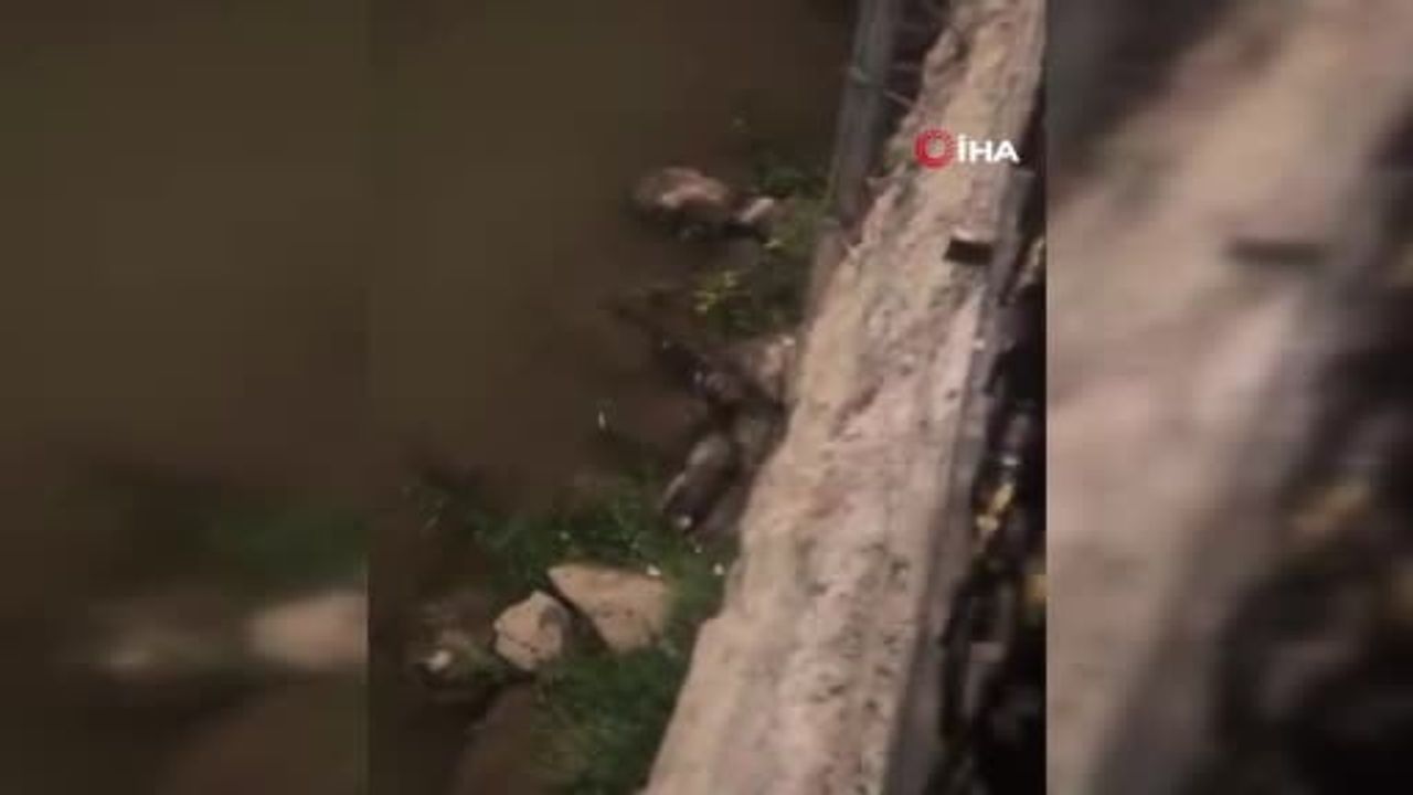 Diyarbakır'da Dicle Nehri'nde su samurları görüntülendi
