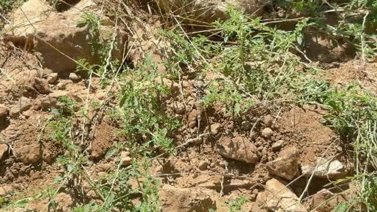 Diyarbakır’da görülen etçil çekirgeler boyutlarıyla dikkat çekti