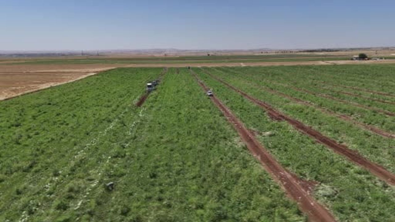 Diyarbakır karpuzunda hasat sürüyor
