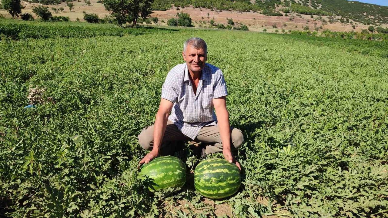 Dodurga karpuzunda sezon açıldı: lezzetli başlangıç, gölgesinde dolu ve maliyet endişesi