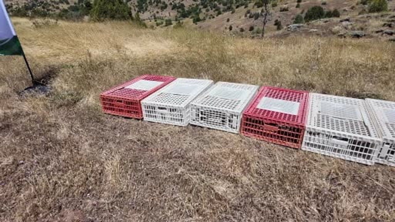 Doğal düşmanlar devrede: Sivas'ta 500 keklik keneyle mücadeleye salındı