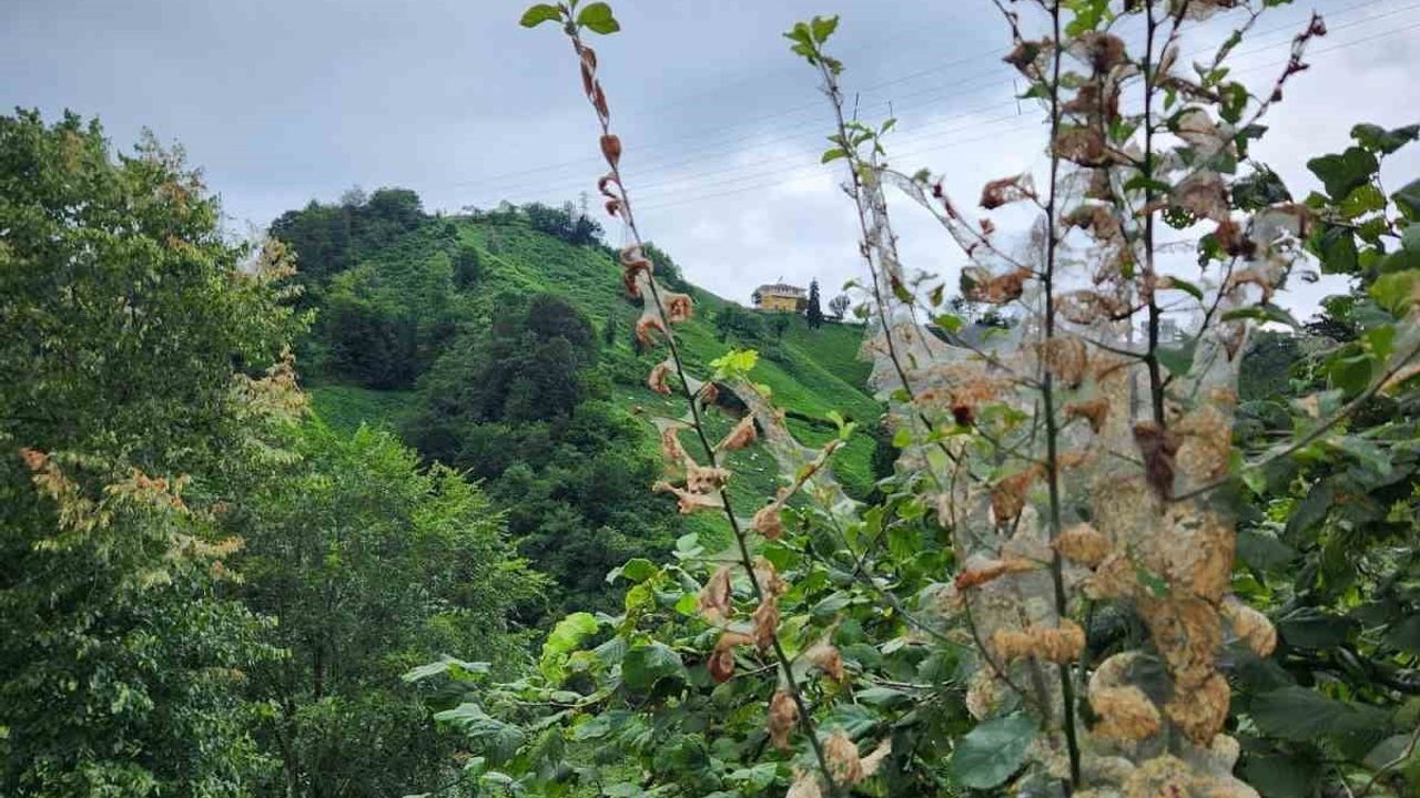 Doğu Karadeniz’de Rize'nin Yeniyol köyünde 'Amerikan kurdu' tırtılları tarımı tehdit ediyor