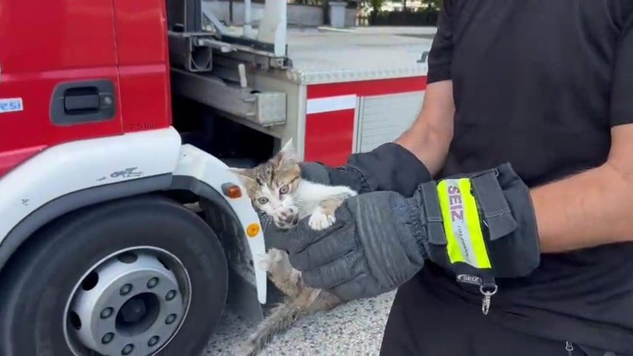 Düzce'de ağaçta mahsur kalan yavru kedi itfaiye ekiplerince kurtarıldı