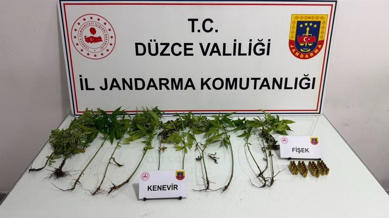 Düzce'de jandarmadan iki ilçede kenevir operasyonu