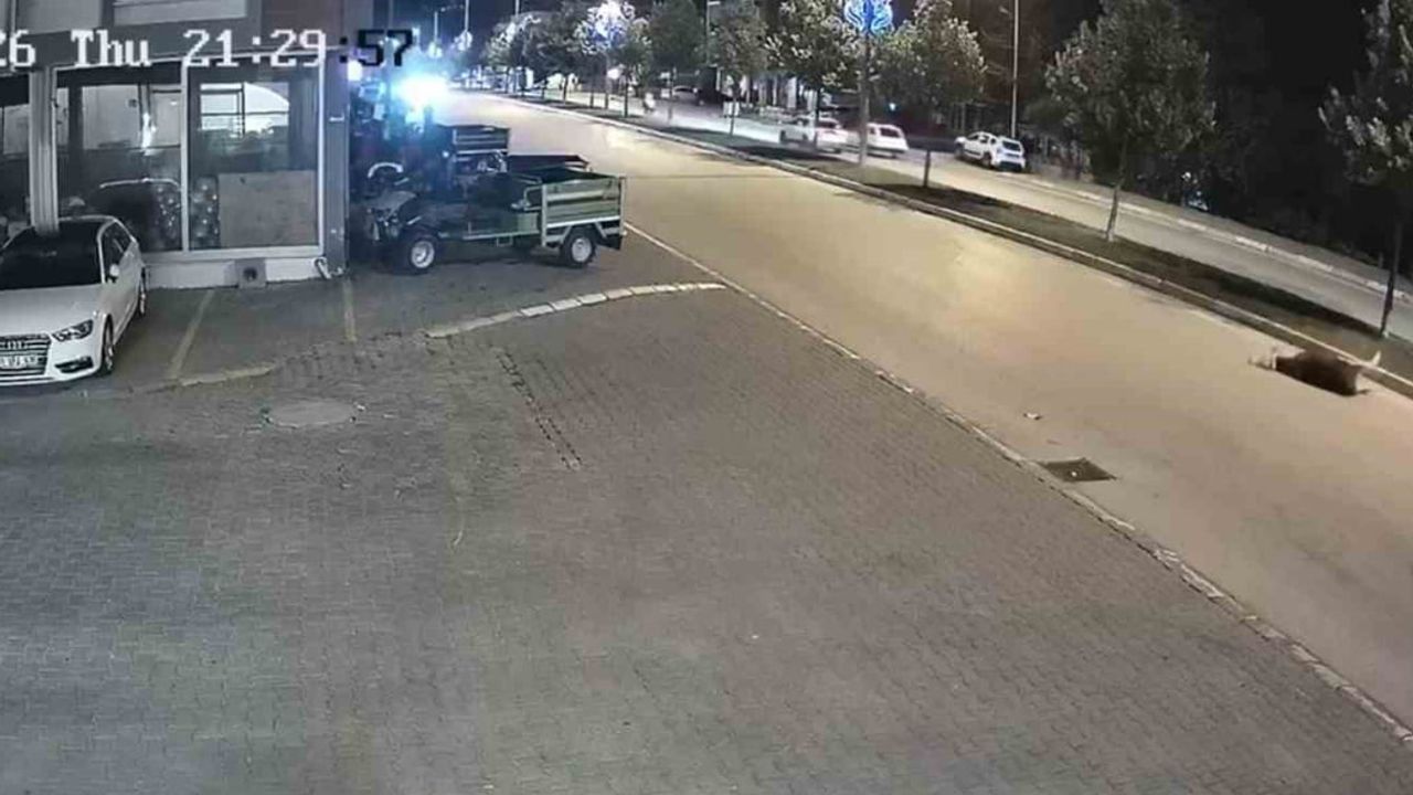 Düzce'de motosikletin çarptığı büyükbaş telef oldu, sürücü hafif sıyrıklarla kurtuldu