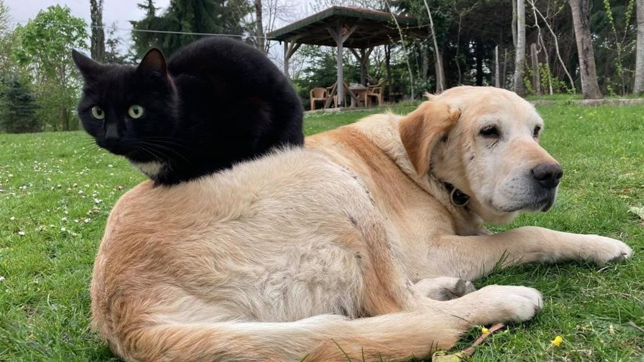 Düzce'de yılın ilk yarısında 787,8 ton kedi ve köpek maması ihraç edildi