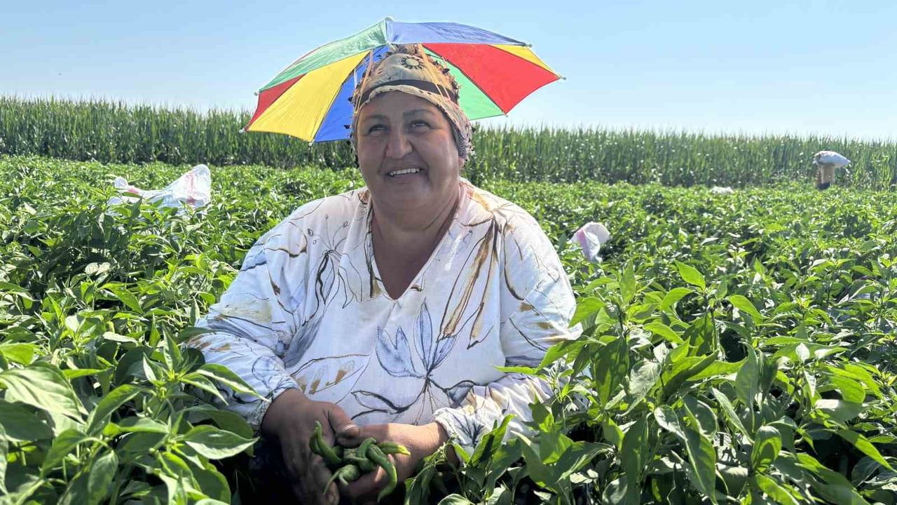 Edirne'de 35 derecede ata tohumu Karaağaç acı biberi hasadı başladı