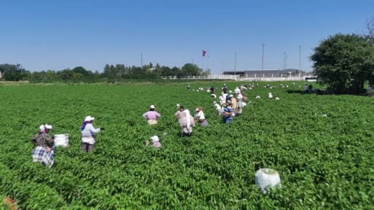 Edirne'de 35 derecede tarlalarda başlayan Karaağaç biberinin yolculuğu