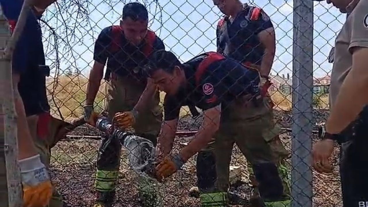 Edirne'de alevlerin arasında kalan kaplumbağa kurtarıldı