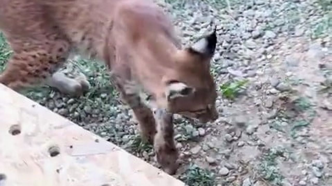 Edirne'de aracın bagajında iki vaşak ve iki serval ele geçirildi
