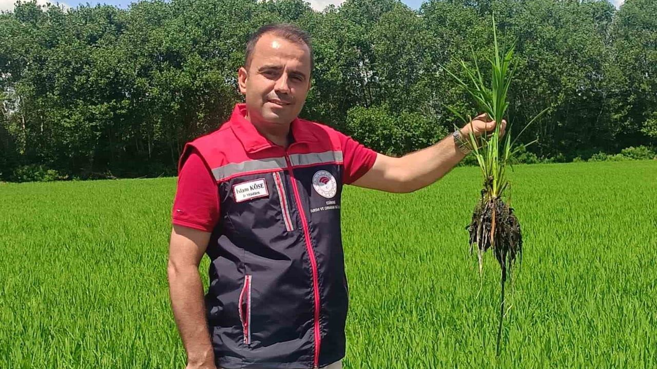 Edirne’de çeltiğe su bereketi: rekolte 400 bin tonu aşacak