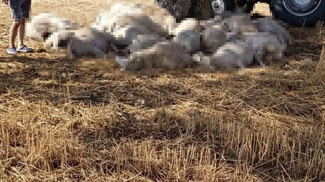 Edirne'de dolu ve yıldırım köylüyü vurdu: 30 koyun telef, çatılarda hasar