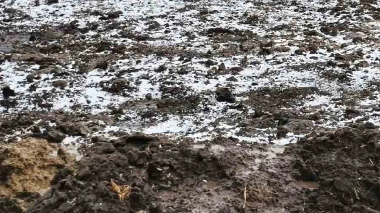 Edirne'de dolu yağışı tarım arazilerini etkiledi