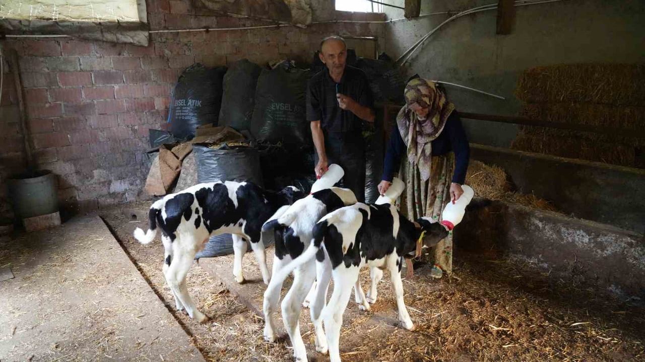 Edirne'de holstein ineğin nadir üçüz buzağı doğumu